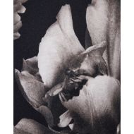 Снимка на ALLSAINTS ДАМСКА ТЕНИСКА  ANNA В ДЕСЕН 3